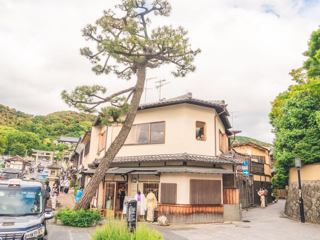 ���s���������^�� mimosa ���䎛�X