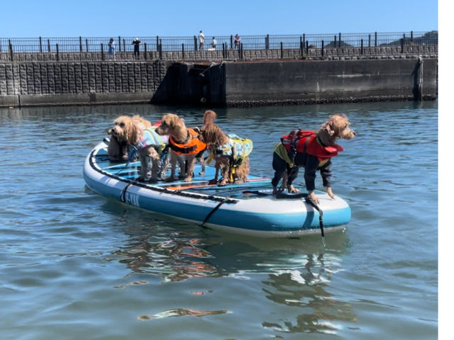 ������SUP���y���ޓ��ʂȑ̌��B������Ƃ�񂿂��̑f�G�ȏu�Ԃ��ʐ^�Ɏc���A�C�̊y�������ꏏ�ɖ��i���܂��񂩁H_�C�̉��F