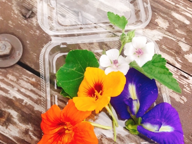 �G�f�B�u���t�����[���H�ׂ��܂�_�u���[�x���[�̐X�@���Â݂�