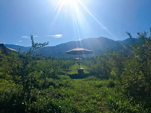 �i�F���ǂ��ꏊ�ł�_�u���[�x���[�̐X�@���Â݂�