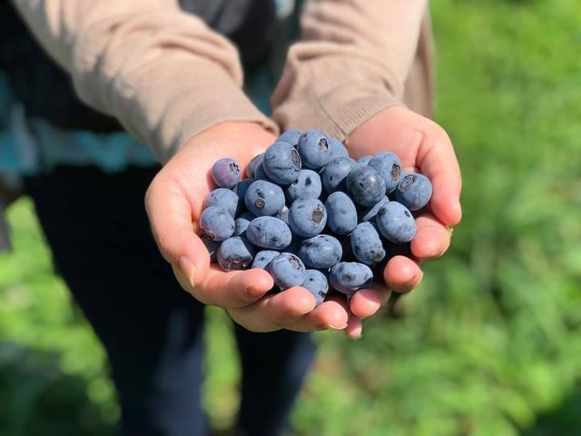 �u���[�x���[�̐X�@���Â݂�