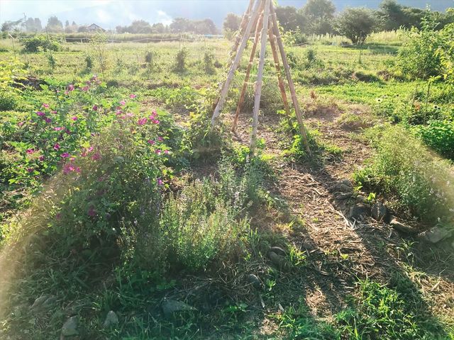 �n�[�u���ł̓n�[�u���y���߂܂�_�u���[�x���[�̐X�@���Â݂�