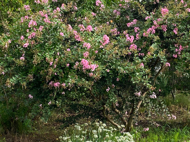 �����p�P�A�����̃T���� �������