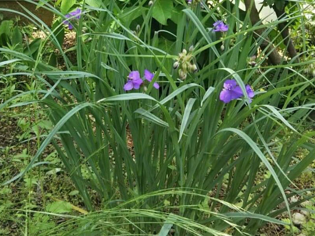 �����p�P�A�����̃T���� �������