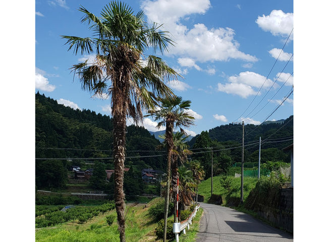 ���L���؂̗� 45�{�̕��ؓ�_�A�N�e�B�u�ᕗ