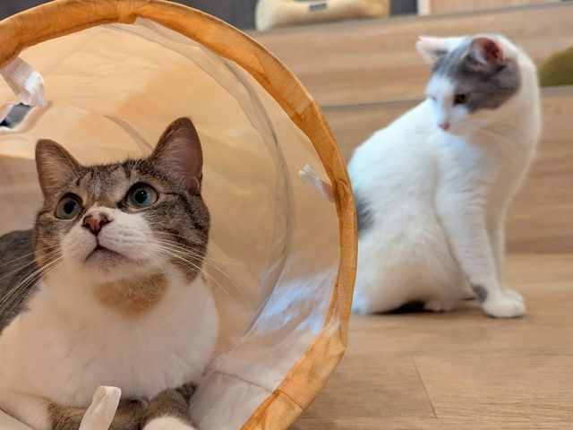 ŔL̂iOjƑ啟N_ƂƂ̂LJtFo[j