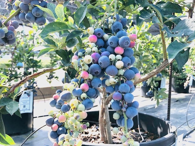 �����u���[�x���[��