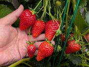 �x���[�p�[�N���s�Ђ悵�R�̉Ƃ̎ʐ^2