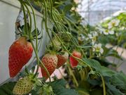 �x���[�p�[�N���s�Ђ悵�R�̉Ƃ̎ʐ^2