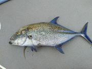 FISHING BOAT v̎ʐ^2