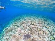 Okinawa Show Marine̎ʐ^3