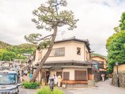 s^ mimosa 䎛X̎ʐ^2