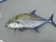FISHING BOAT v̎ʐ^2