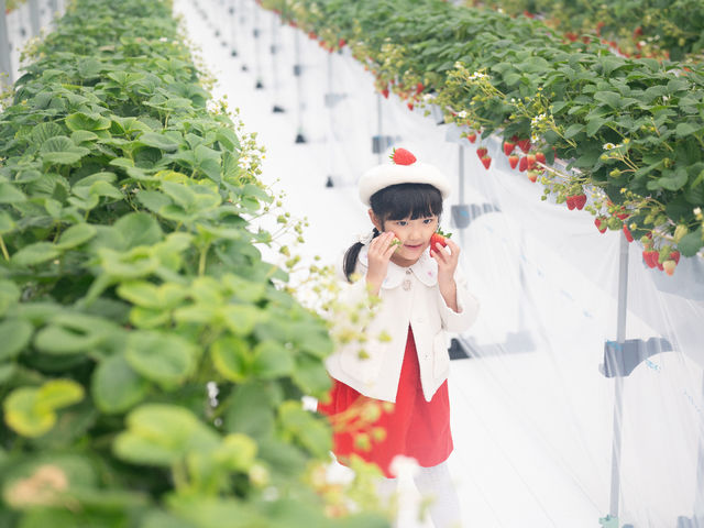 �~�Y�L�t�@�[����䉏�̎ʐ^1