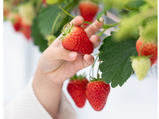 �~�Y�L�t�@�[����䉏