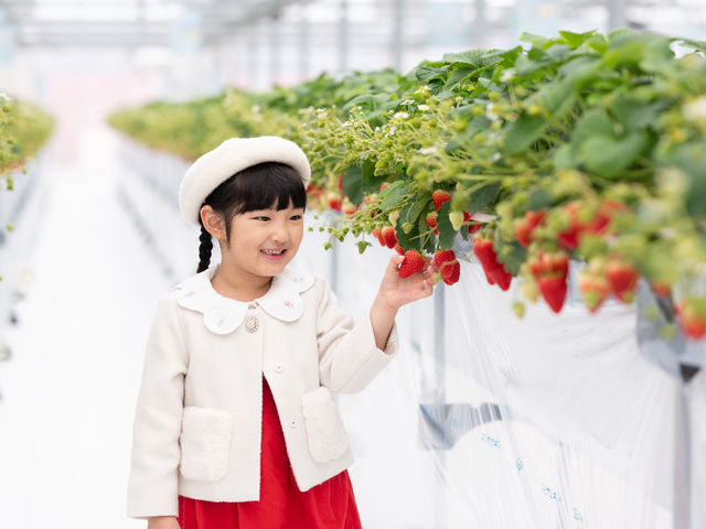 �~�Y�L�t�@�[����䉏