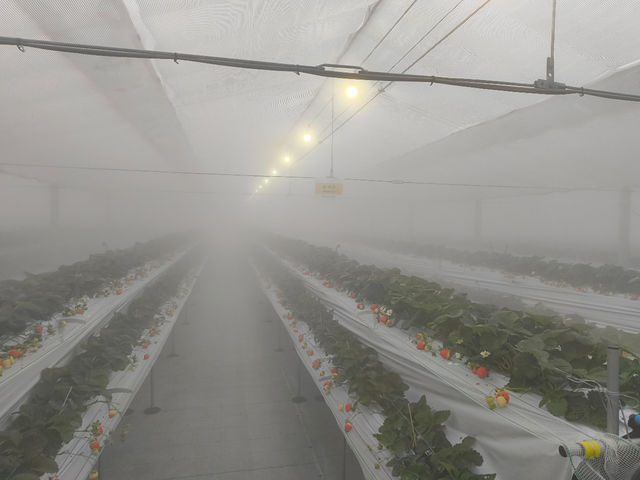 �~�X�g�����̂��߁A�C�����オ��t������K�ł��B_�Ƃ悭�ɂӂ��[�ފό��_��