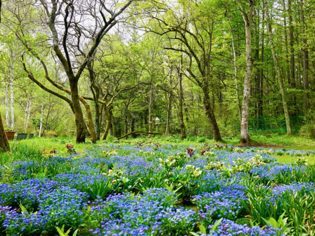 ���ȍ��� �o���N�� �C���O���b�V�� �K�[�f��