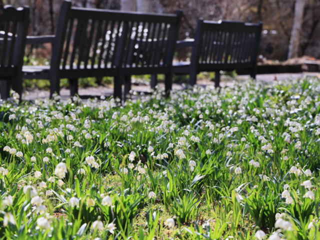 ���ȍ��� �o���N�� �C���O���b�V�� �K�[�f��