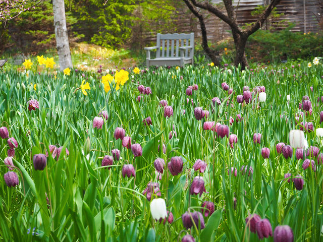 ���ȍ��� �o���N�� �C���O���b�V�� �K�[�f��