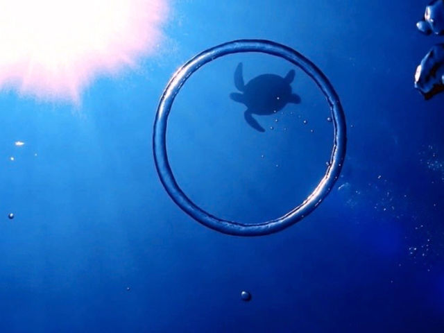 こんなこともたまにはできちゃう!
潜ってみたい人!?_真心ダイバーズ