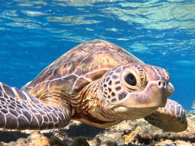 ウミガメとの出会いは
まさに体験ダイビングの醍醐味!_真心ダイバーズ