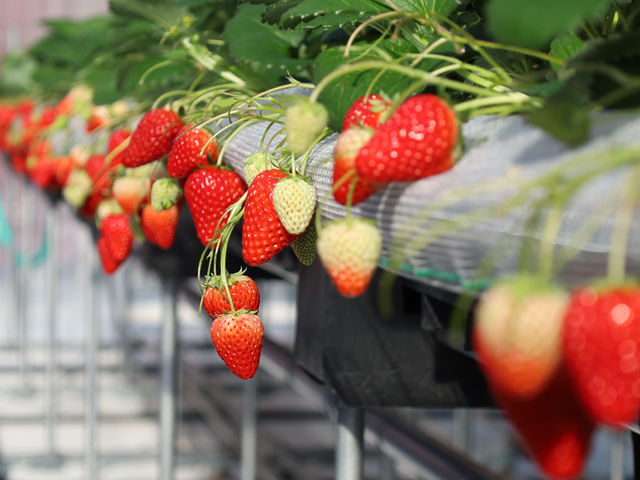 �����Ɏ�������������S�䂭�܂ł��y���݂��������܂��B_�}���b�T�x���[�t�@�[��