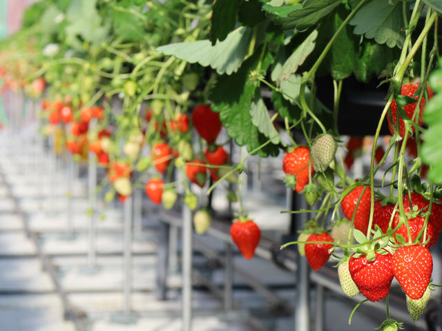 �u�g�ق��؁v�u�������v�u�����ق̂��v�u��ڂ��v�ł��B_�}���b�T�x���[�t�@�[��