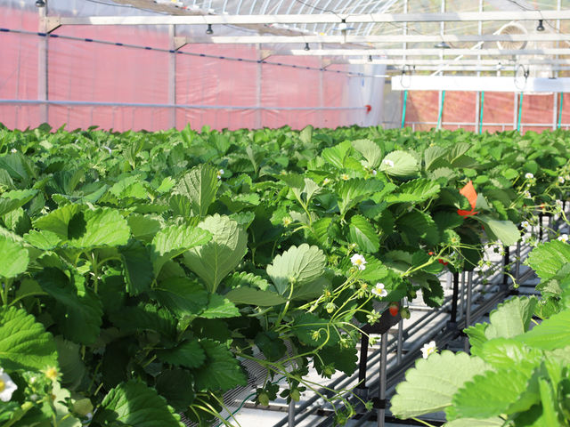 �����������y���߂�i��͐���󋵂ɂ��ς��܂��B_�}���b�T�x���[�t�@�[��