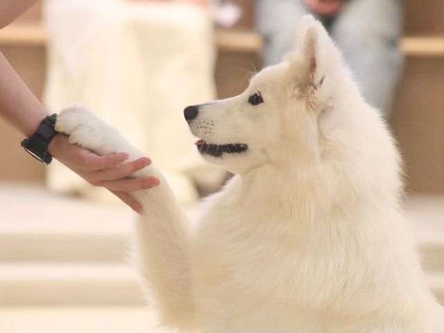 �T���G�h�J�t�Fmoffu���S�֋�