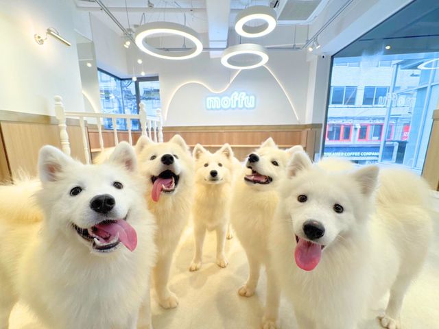 �T���G�h�J�t�Fmoffu���S�֋�