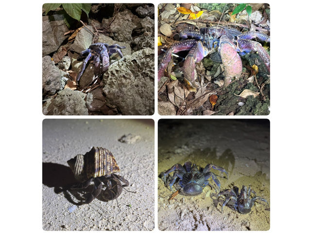 �i�C�g�c�A�[�ŏo��鐶��������part1��_�O�����s���O���]�[�gStarOcean