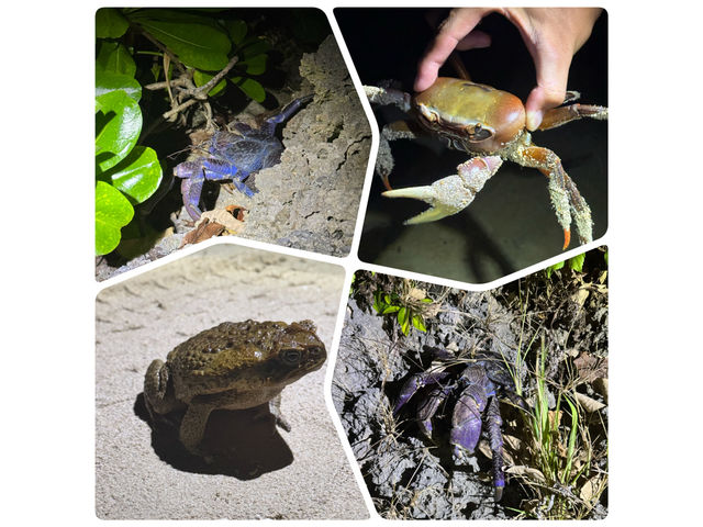 �i�C�g�c�A�[�ŏo��鐶��������part2��_�O�����s���O���]�[�gStarOcean