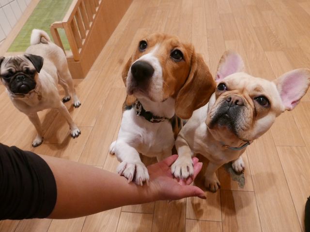 ʃJtFRio 󑐓X̎ʐ^1