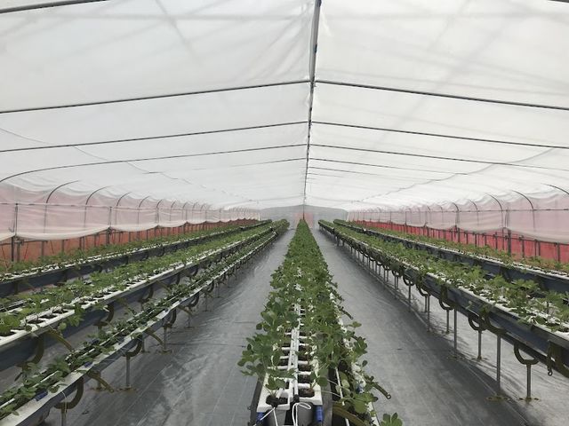 �L�X�ʘH��2�i�x���`
���q�l���Ԃ����̕����ڂ̑O�ɂ������������܂�_�΂΂����t�@�[��