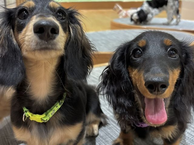 ���ʃJ�t�FRio �V�h�X