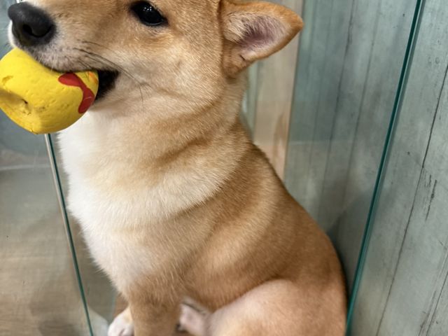 ���ʃJ�t�FRio �g�ˎ��X