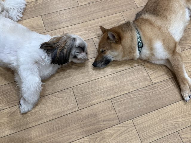 ���ʃJ�t�FRio ���X