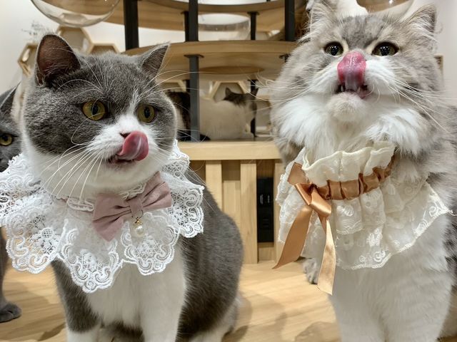 �Ԃ�����cafe