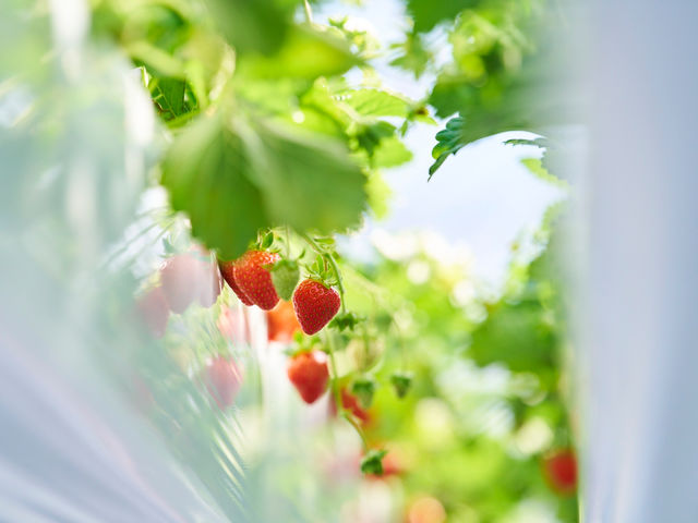 �A�X�g���x���[