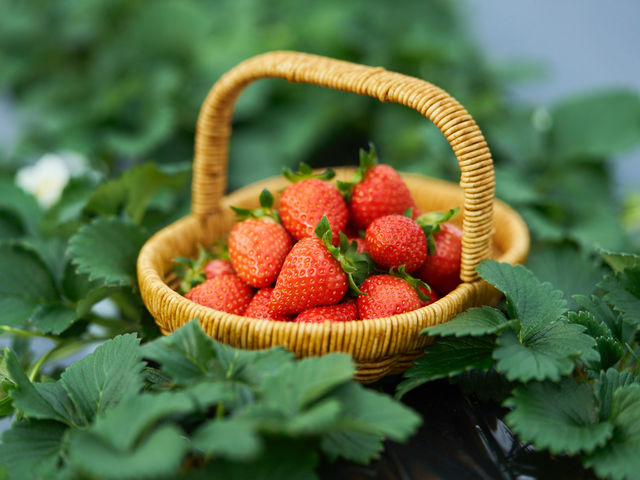 �A�X�g���x���[