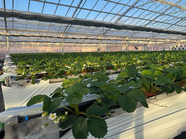 �������K�[�f�� ������