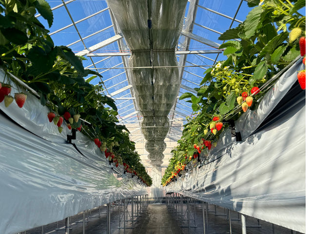 �������K�[�f�� ������