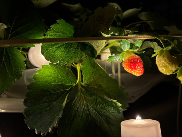 ���q�R��t�_�� �Ó쓡�򂢂����n�E�X