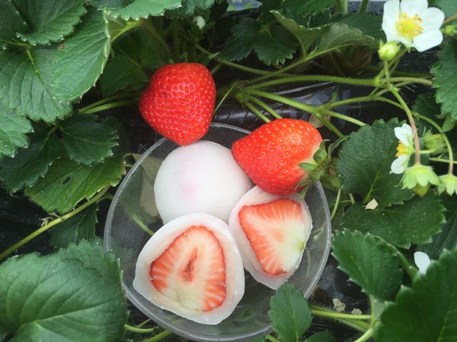 ȑ傫Ȃ啟oオ܂I_ʂ_炵 Oؒ