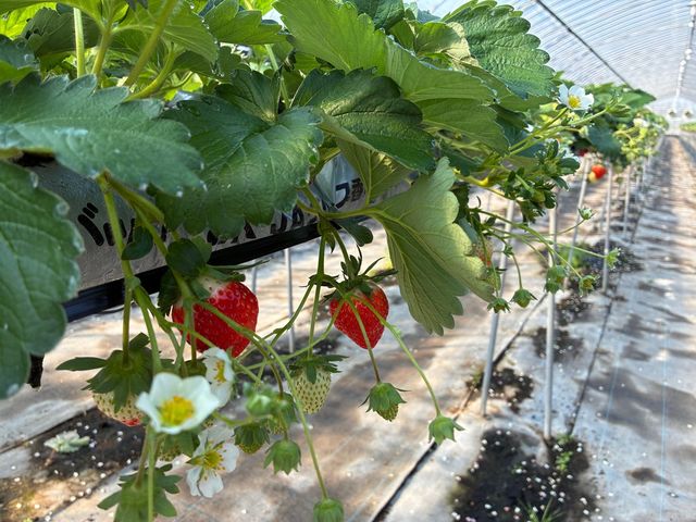 2kTCYȏ̑傫Ȃ(ʂЂ)Ăˁ_ʂ_炵 Oؒ