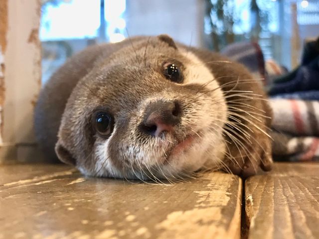 9�C�̌��L���ȃJ���E�\���񂽂�����炵�Ă���܂���_�J���E�\�J�t�F HARRY���h�e���X�X