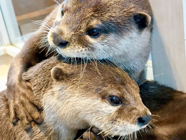 �J���E�\����͗l�X�ȕ\���\���������Ă���܂���_�J���E�\�J�t�F HARRY���h�e���X�X