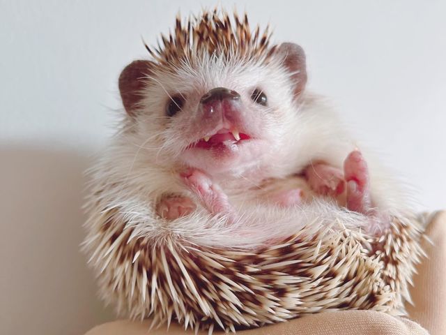 �n���l�Y�~���񂽂����F�l�̐S������Ă���܂���_�J���E�\�J�t�F HARRY���h�e���X�X