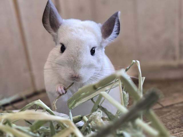 �t���t���ȐG��S�n�̃`���`�����񂪊F�l�����o�}�����܂���_�J���E�\�J�t�F HARRY���h�e���X�X